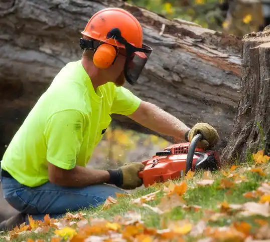 tree services Kidron